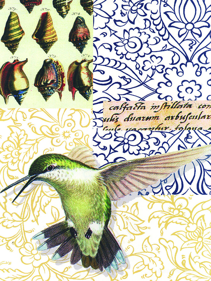 百灵鸟高清艺术插画