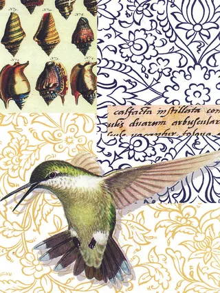 百灵鸟高清艺术插画