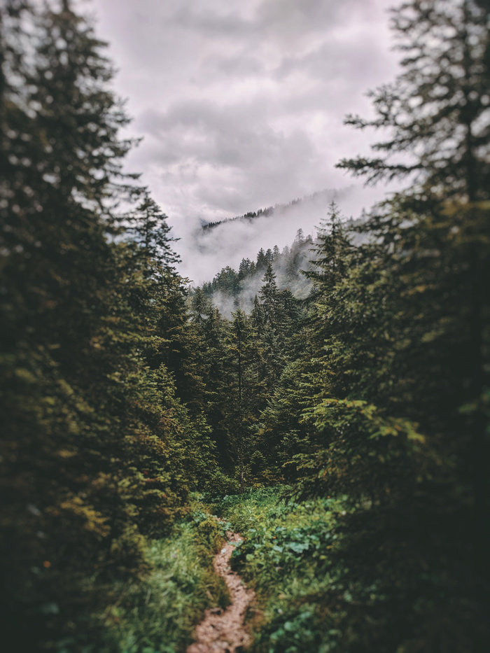 高清森林树林风景