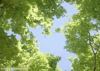 草地天空-仰视下的树叶