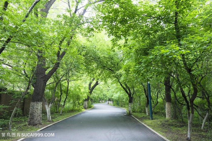 夏日绿荫下的道路树林风景图片