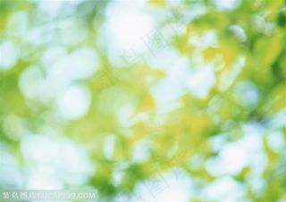 树木树叶-树叶的光影