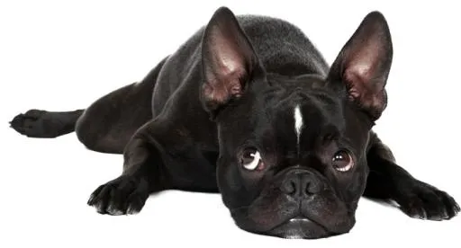 黑色小斗牛犬 PNG免抠(700x378)