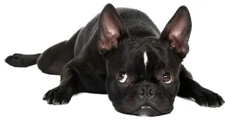 黑色小斗牛犬 PNG免抠