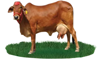 现代农业黄奶牛