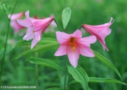 花海世界-满是水珠的红色百合花