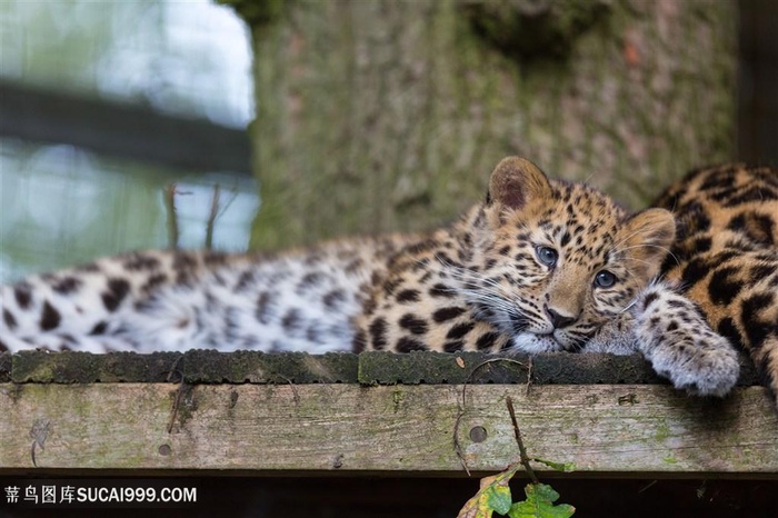 躺木板上的小老虎图片