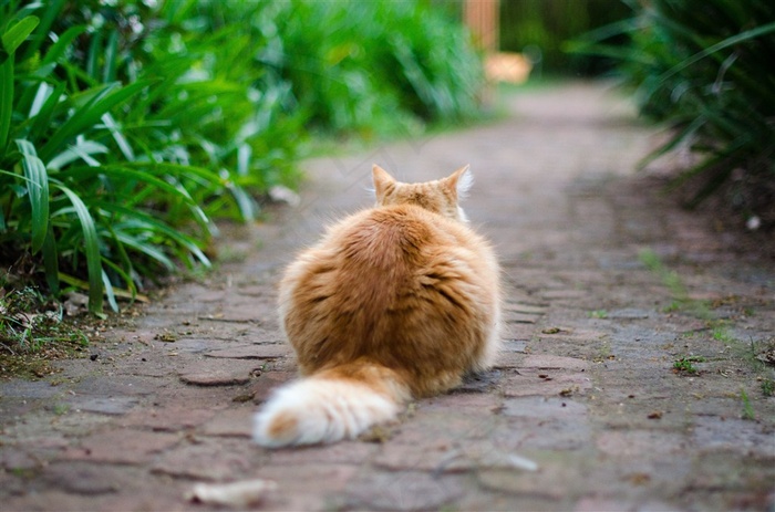 可爱猫咪背影图片