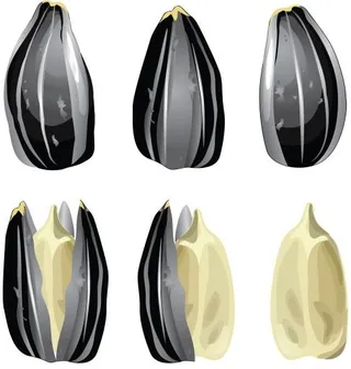 向日葵种子 PNG免抠