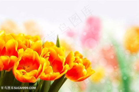 高清唯美金色郁金香鲜花图片