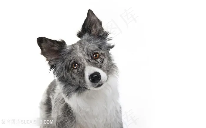 超高清牧牛犬狗狗图片