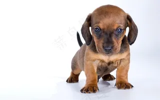 可爱的腊肠犬狗狗摄影图