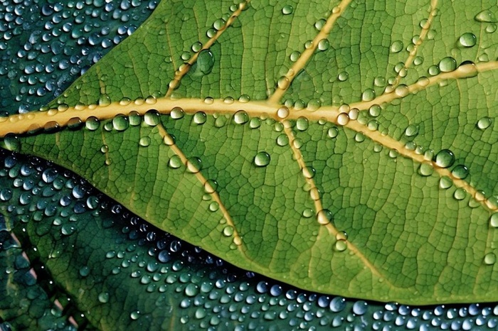 露珠绿叶摄影背景
