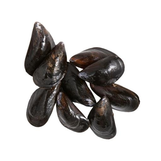 贻贝 PNG免抠(600x600)