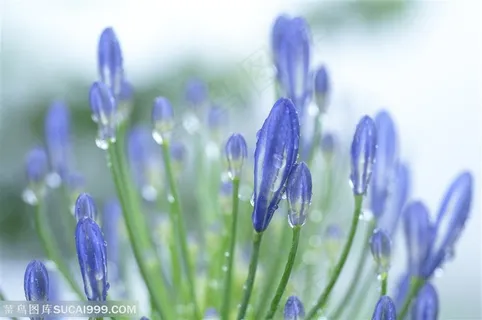 自然风景-一束小花上挂着的露水 自然风景-一束小花上挂着的露水
