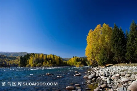 新疆阿勒泰禾木河流树林风景图片