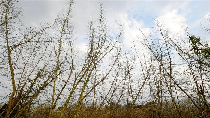 干树枝蓝天白云