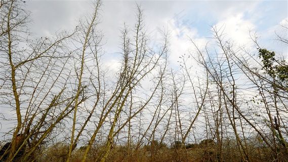 干树枝蓝天白云