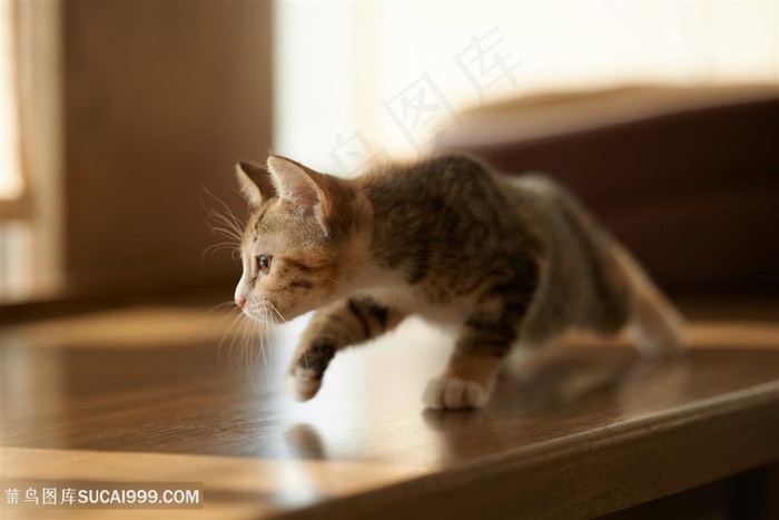 偷偷摸摸小猫咪图片