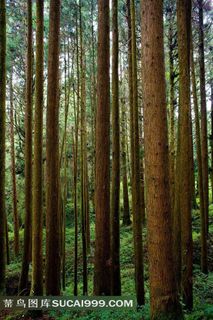 阿里山森林风景素材