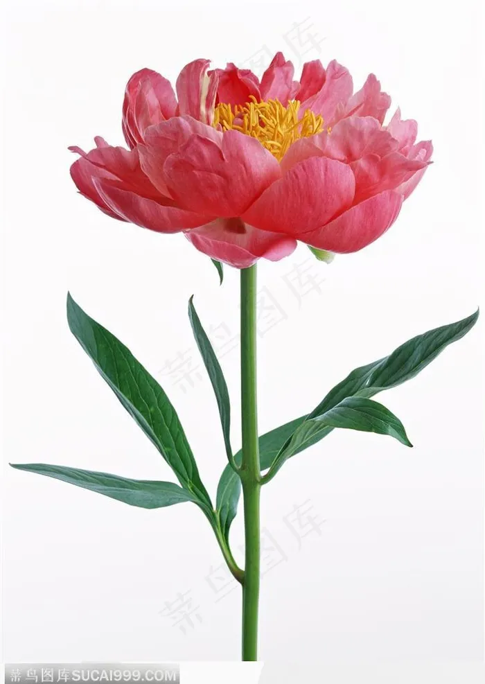 花卉造型-竖直的牡丹花