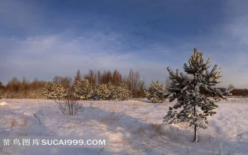 积雪的松树和雪地