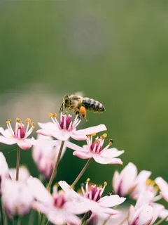 可爱动物蜜蜂素材图片 可爱动物蜜蜂素材图片
