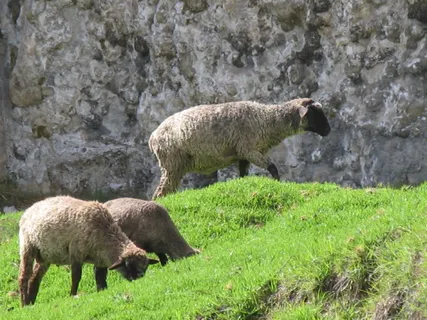 羊白羊牧场动物素材动物实拍
