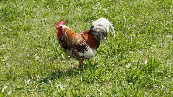 家养漂亮公鸡图片 家养漂亮公鸡图片