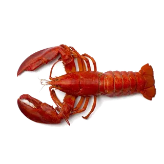 虾类(14)海鲜超市商品红酒白底图免抠实物摄影png格式图片透明底