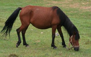 草场风景图片-第3张