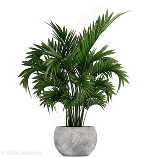 高清天堂棕榈树绿植装饰图片