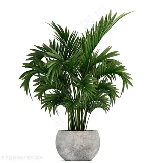 高清天堂棕榈树绿植装饰图片