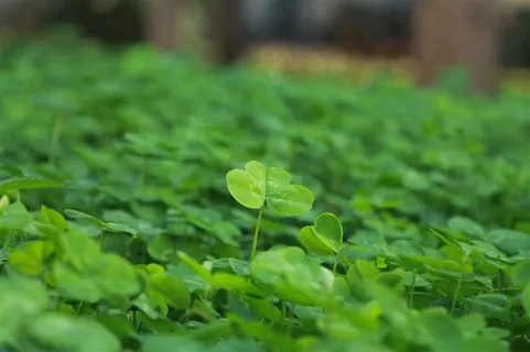 幸福美丽三叶草 幸福美丽三叶草