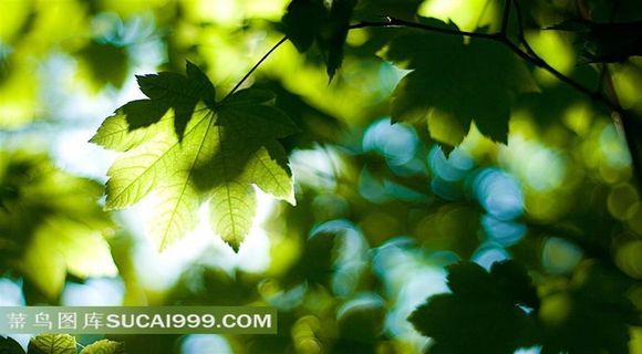 绿色树叶摄影