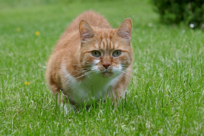 草地上可爱萌花猫图片