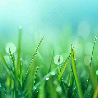 春天草地绿芽雨水露珠阳光，春分谷雨雨水白露摄影图