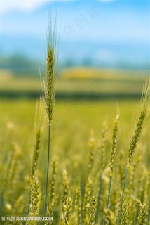 青色麦子图片