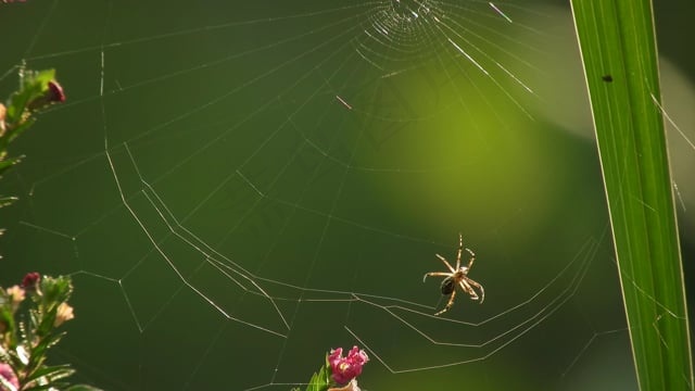 , 蜘蛛, 虫族, 院子, 哥伦比亚
