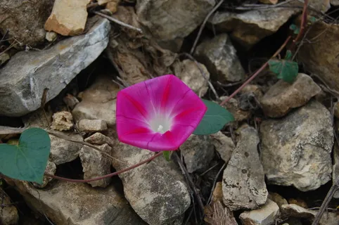 石头缝里的牵牛花图片 石头缝里的牵牛花图片