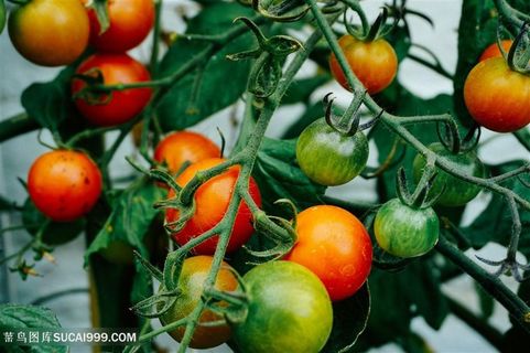 挂满西红柿的番茄藤