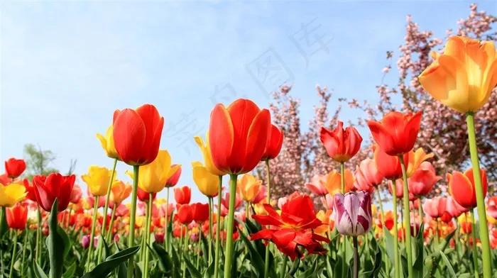 鲜花系列郁金香花丛素材图片