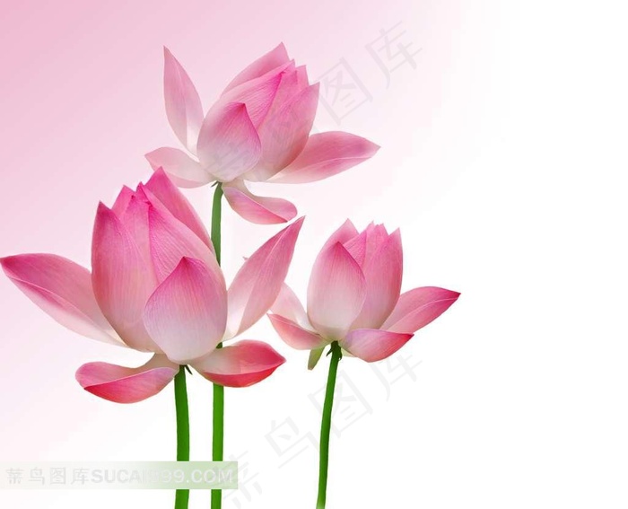 高清粉色荷花图片