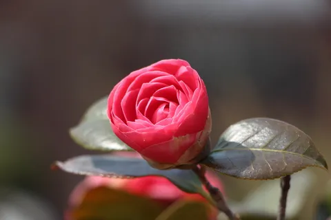春天茶花图片 春天茶花图片