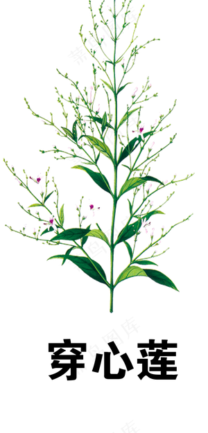 手绘草本中药药材穿心莲