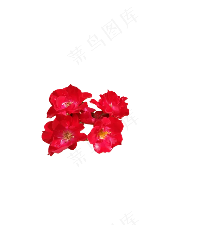PNg红色玫瑰花，免抠图