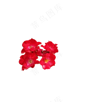 PNg红色玫瑰花，免抠图