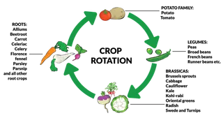 科技植物现代农业
