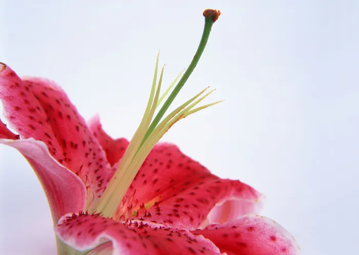 花朵红纹 