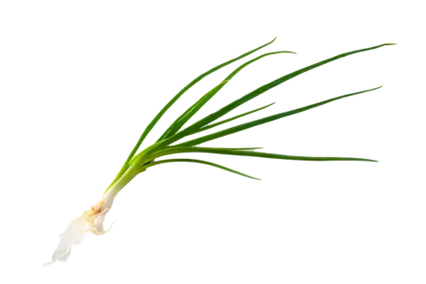 香葱 (3)超市商品白底图免抠实物摄影png格式图片透明底